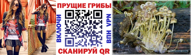 Псилоцибиновые грибы Magic Shrooms  Купить закладки  Краснодар 